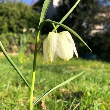 Fritillaria meleagris var. unicolor subvar. alba syn. Fritillaria meleagris 'Alba'