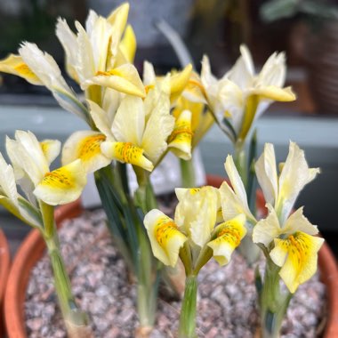 Reticulate Iris 'Katherine's Gold'