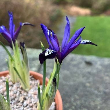 Reticulate Iris 'Blue Note'