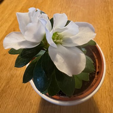 Azalea (Species) Indoor Azalea