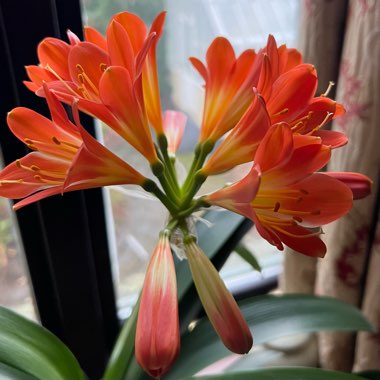 Clivia (Species) Clivia miniata