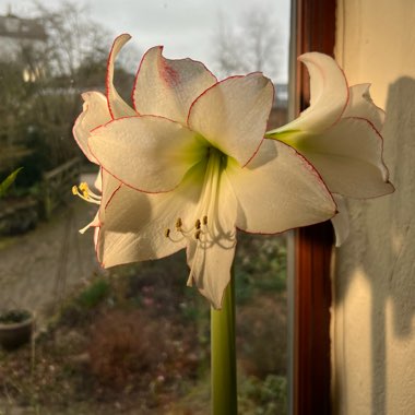 Hippeastrum 'Picotee'