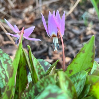 Dogtooth Violet