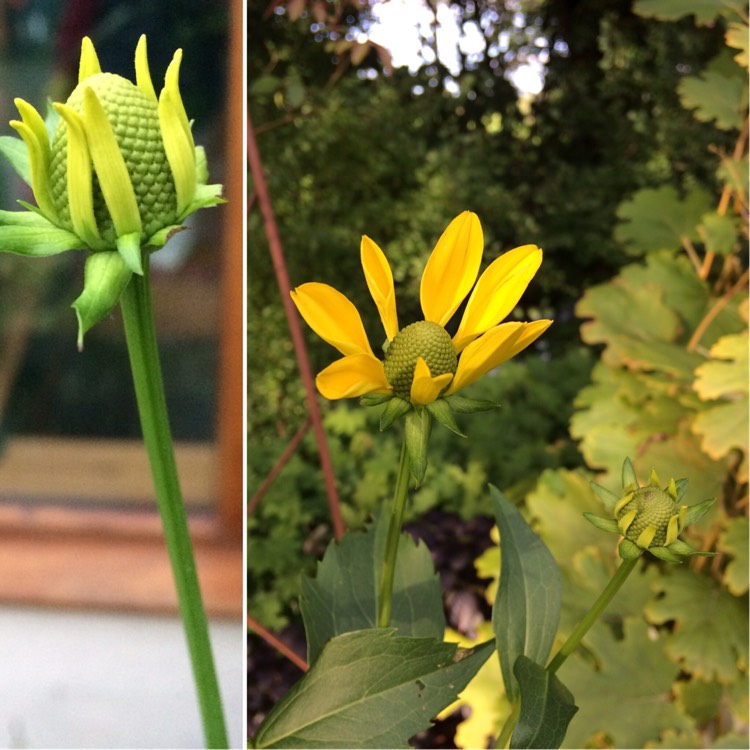 Plant image Rudbeckia laciniata 'Herbstsonne' (Autumn Sun)