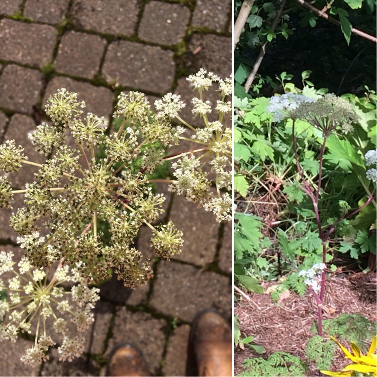 Plant image Selinum wallichianum syn. Selinum tenuifolium .