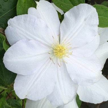 Clematis 'Marie Boisselot' syn. Clematis 'Madame le Coultre'