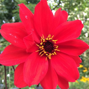 Dahlia 'Bishop of Llandaff'