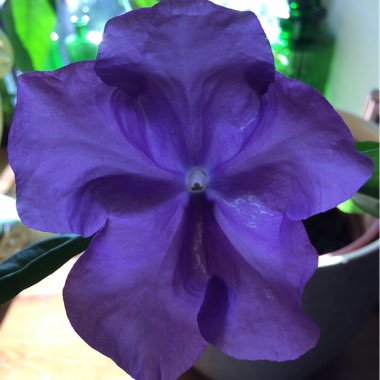 Brunfelsia pauciflora syn. Brunfelsia calycina