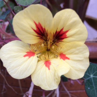 Tropaeolum majus 'Peach Melba'