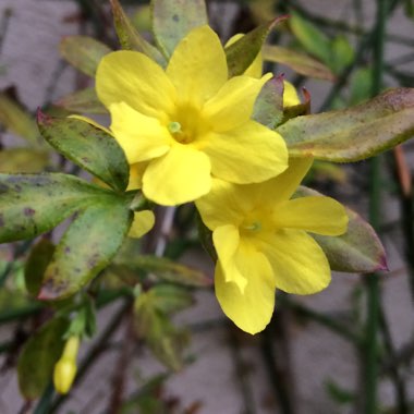 Jasminum nudiflorum