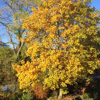 Liriodendron tulipifera