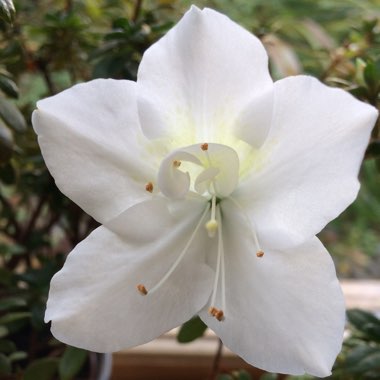 Rhododendron simsii