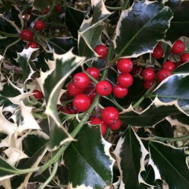 Ilex aquifolium 'Argentea Marginata'