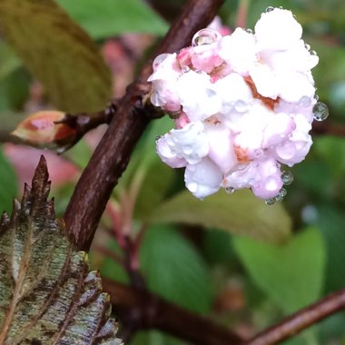 Viburnum x bodnantense 'Dawn'