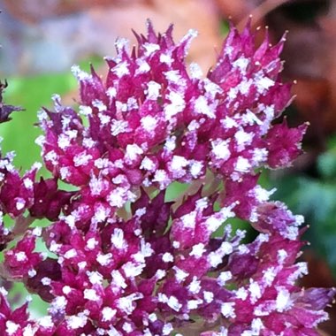 Sedum Spectabile