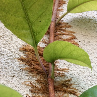 Hydrangea seemannii