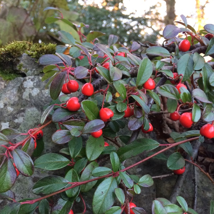 Plant image Cotoneaster dammeri