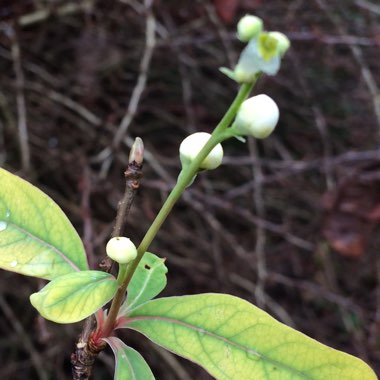 Exochorda racemosa 'Niagara'