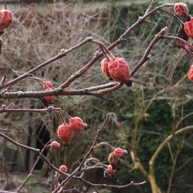 Rosa glauca syn. Rosa rubrifolia, Rosa ferruginea