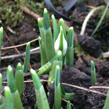 Galanthus nivalis