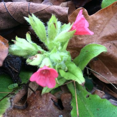 Pulmonaria officinalis rubra