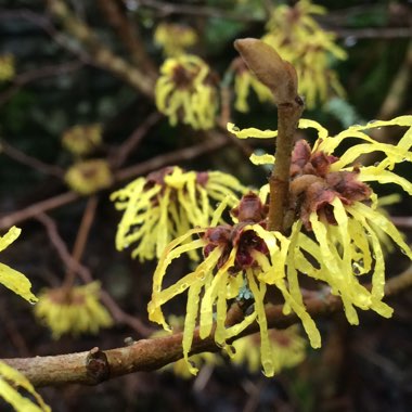 Hamamelis mollis