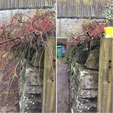 Cotoneaster horizontalis