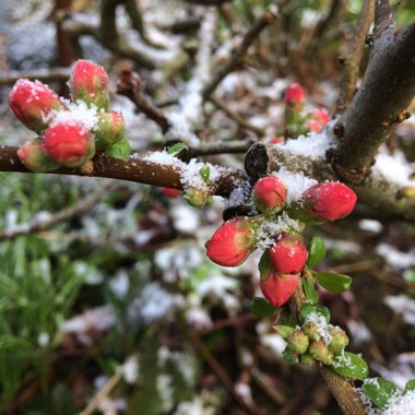 Chaenomeles japonica