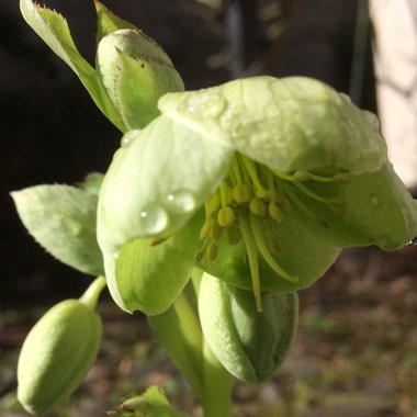 Helleborus argutifolius