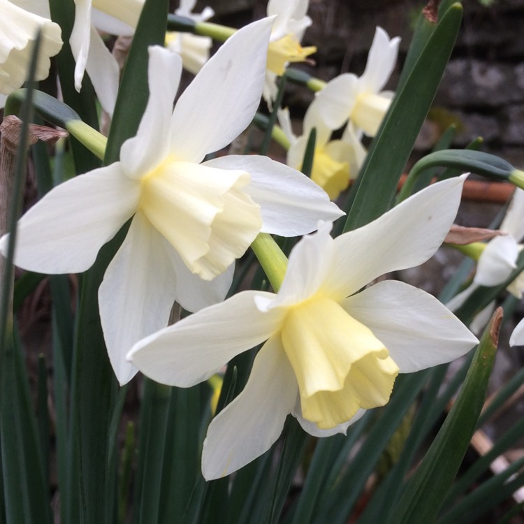 Plant image Narcissus 'Pueblo'