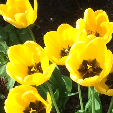 Tulipa 'Golden Apeldoorn'