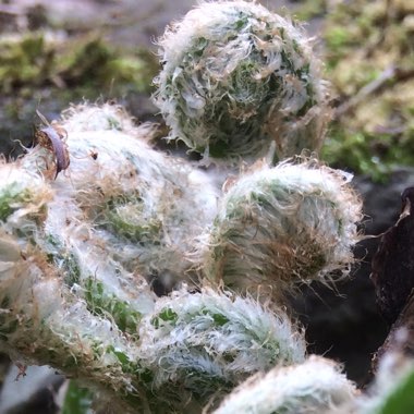 Asplenium scolopendrium