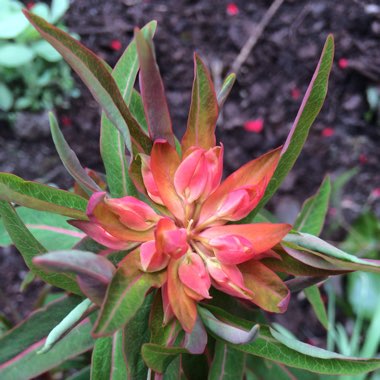 Euphorbia griffithii 'Fireglow'