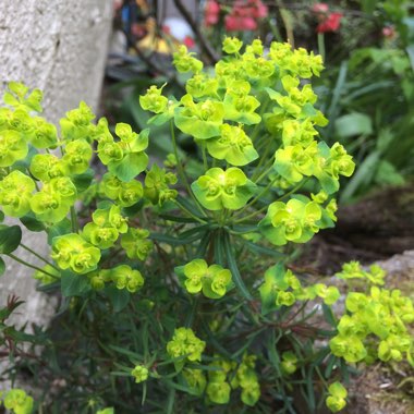 Euphorbia cyparissias 'Fen's Ruby'