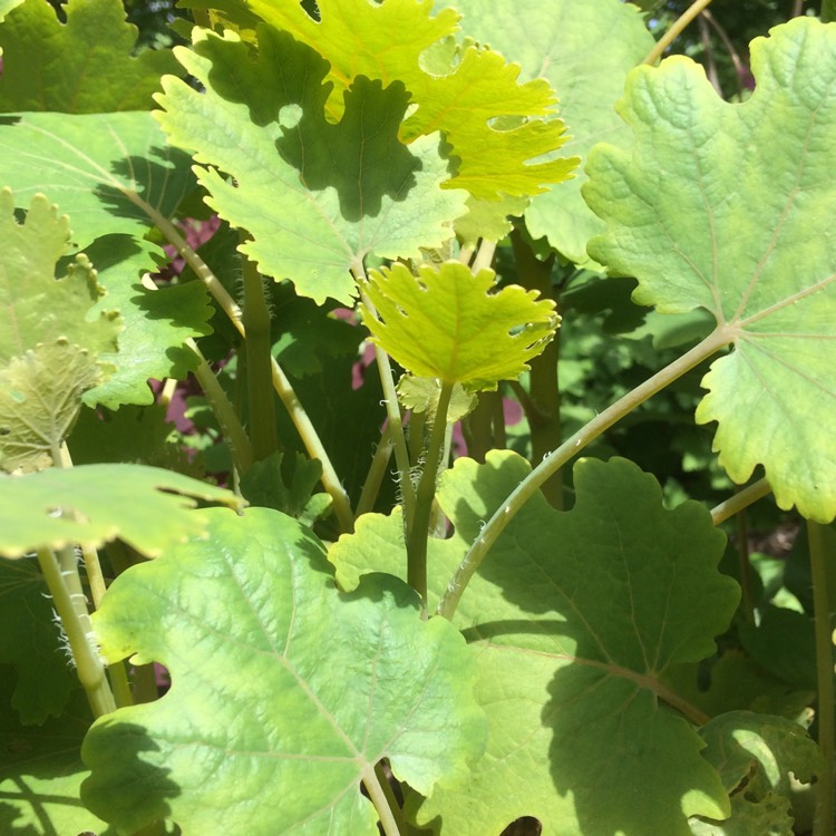 Plant image Macleaya microcarpa 'Kelway's Coral Plume'