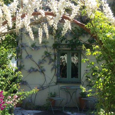 Wisteria x formosa 'Issai' Mini-standard