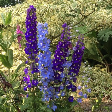 Delphinium elatum 'Magic Fountains'