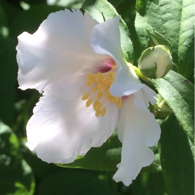 Philadelphus 'Belle Etoile' syn. Philadelphus x lemoinei 'Belle Etoile'