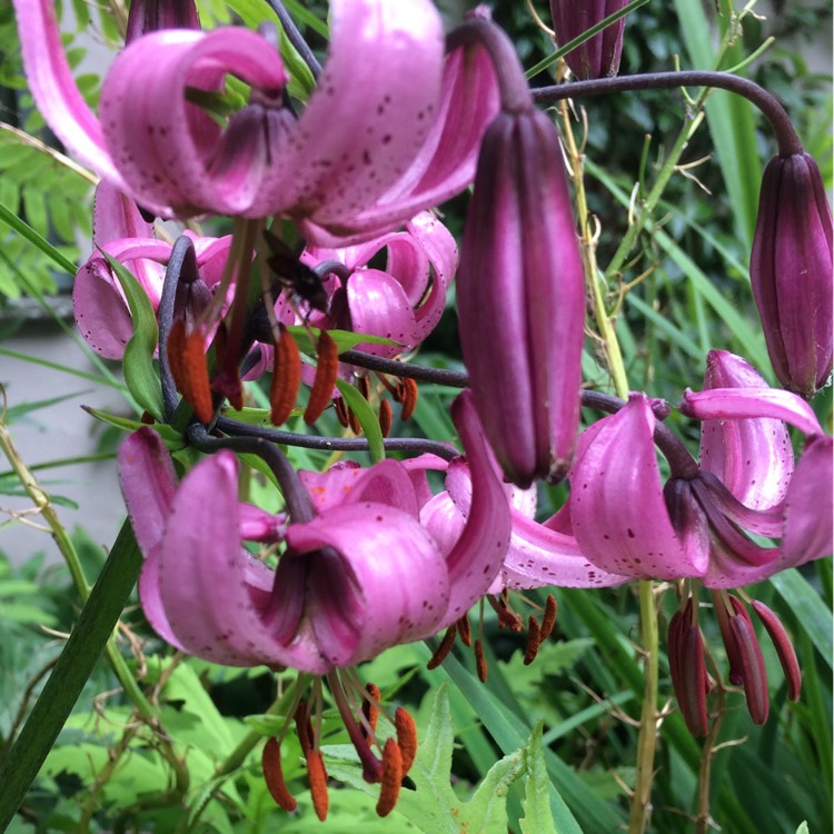 Plant image Lilium martagon