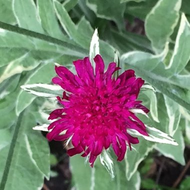 Knautia macedonica 'Thunder and Lightning'