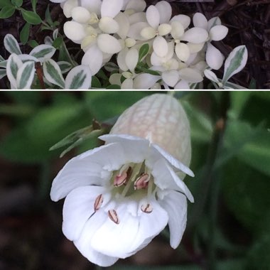 Silene 'Druett's Variegated'