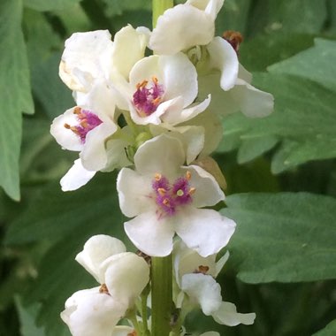 Verbascum chaixii 'Album'