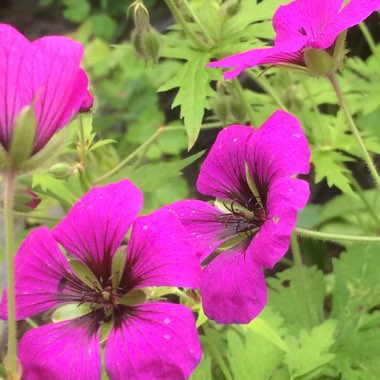 Geranium psilostemon