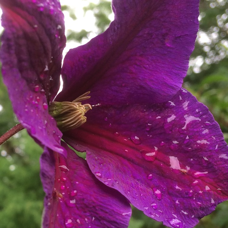 Plant image Clematis 'Niobe'