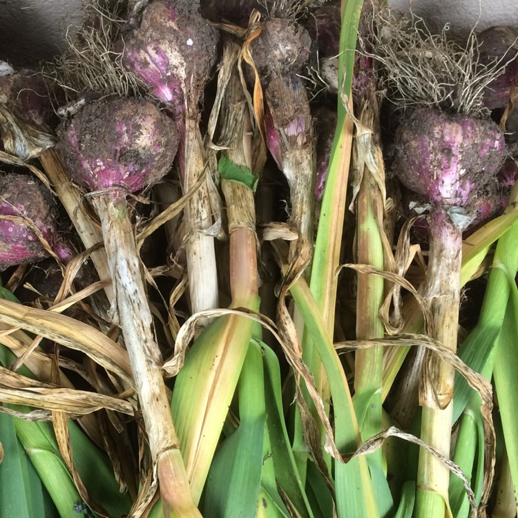 Plant image Allium sativum var. sativum 'Early Purple Wight'