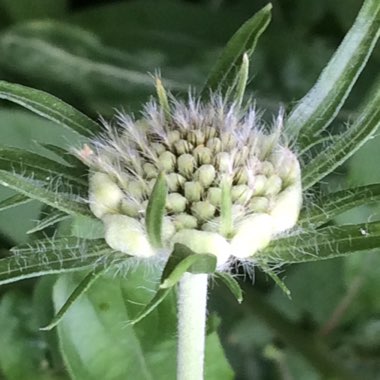 Scabiosa caucasica 'Fama Alba'