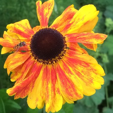 Helenium 'Moerheim Beauty'