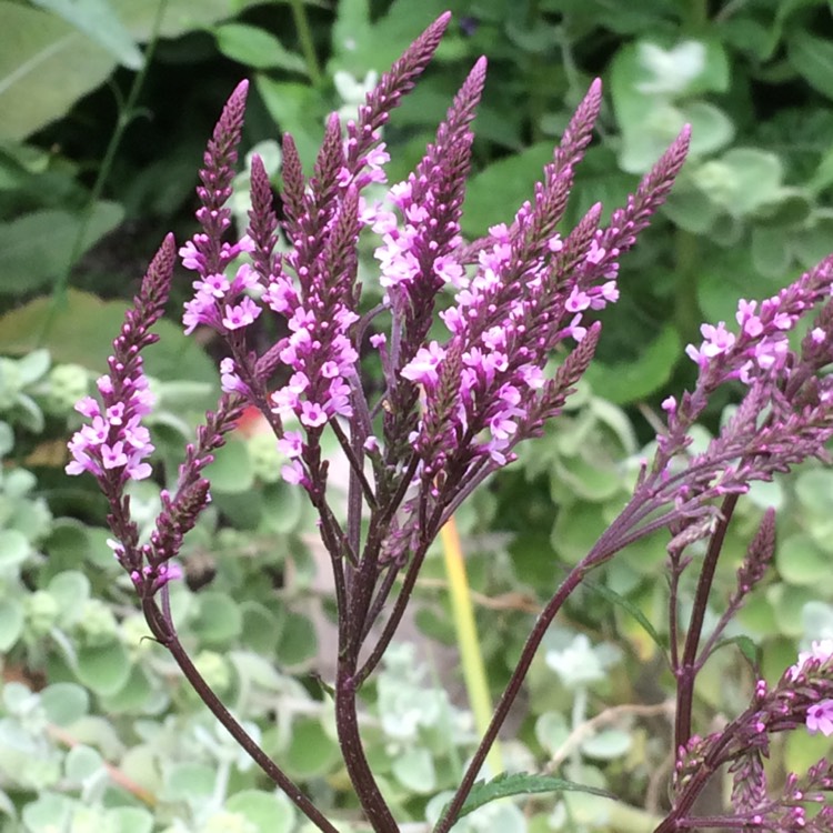 Plant image Verbena hastata 'Rosea'