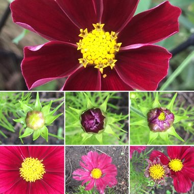 Cosmos bipinnatus 'Antiquity'