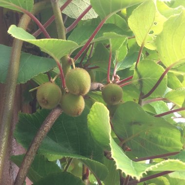 Actinidia deliciosa  syn. Actinidia chinensis var. deliciosa